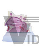 The dissection model of nasal cavity